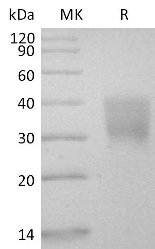 Biotinylated Human CD147 +SDS-PAGE.jpg